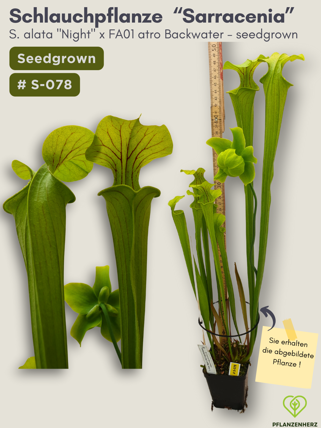 S. alata "Night" x FA01 atro Backwater - seedgrown #S-078