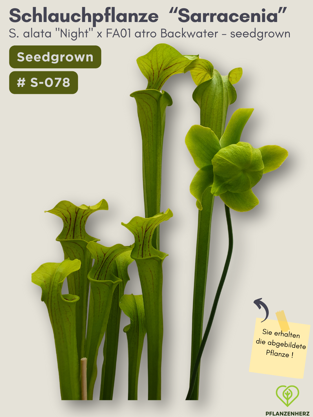 S. alata "Night" x FA01 atro Backwater - seedgrown #S-078