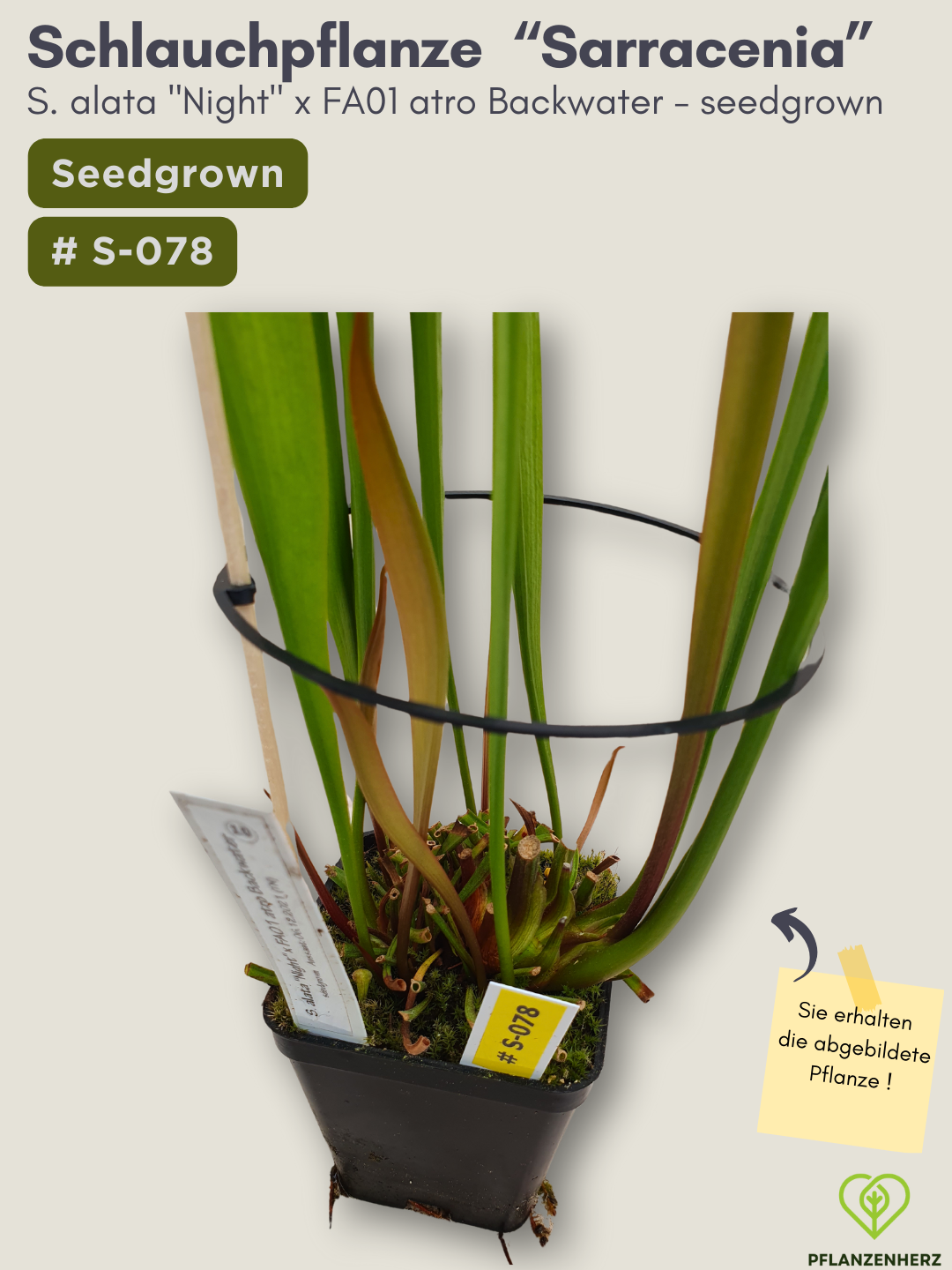 S. alata "Night" x FA01 atro Backwater - seedgrown #S-078