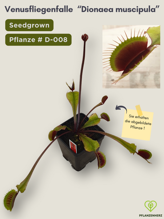 Venusfliegenfalle "Dionaea muscipula" Karnivoren, getopft 7x7cm, #D008