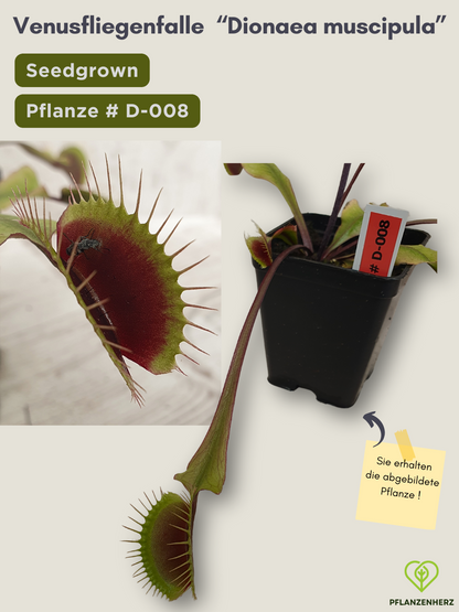 Venusfliegenfalle "Dionaea muscipula" Karnivoren, getopft 7x7cm, #D008