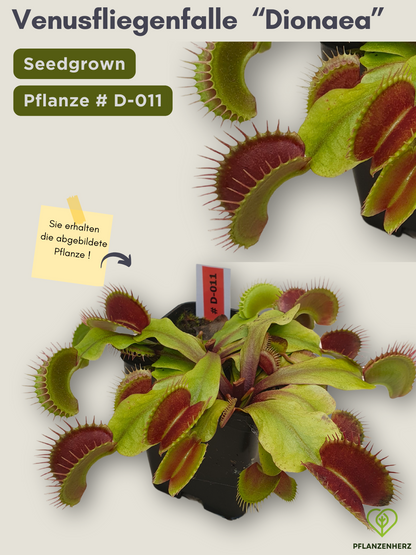 Venusfliegenfalle "Dionaea muscipula" Karnivoren, getopft 7x7cm, #D011