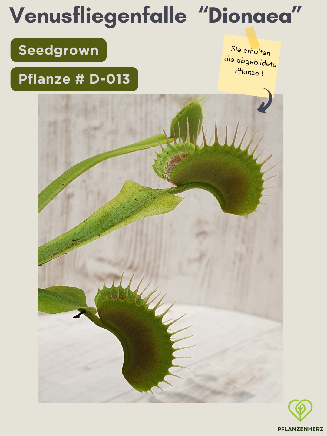 Venusfliegenfalle "Dionaea muscipula" Karnivoren, getopft 7x7cm, #D-013