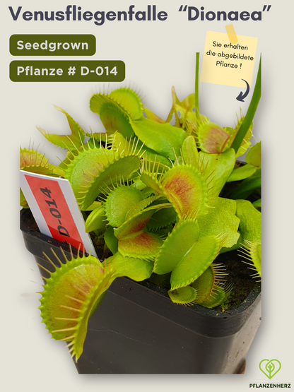 Venusfliegenfalle "Dionaea muscipula" Karnivoren, getopft 7x7cm, #D-014