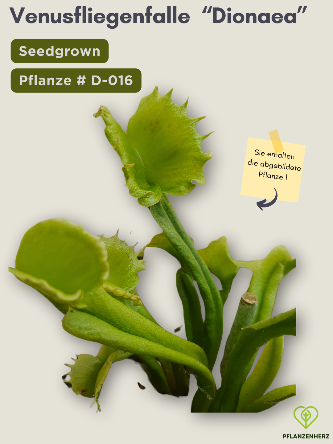 Venusfliegenfalle "Dionaea muscipula" Karnivoren, getopft 7x7cm, #D-016 - select