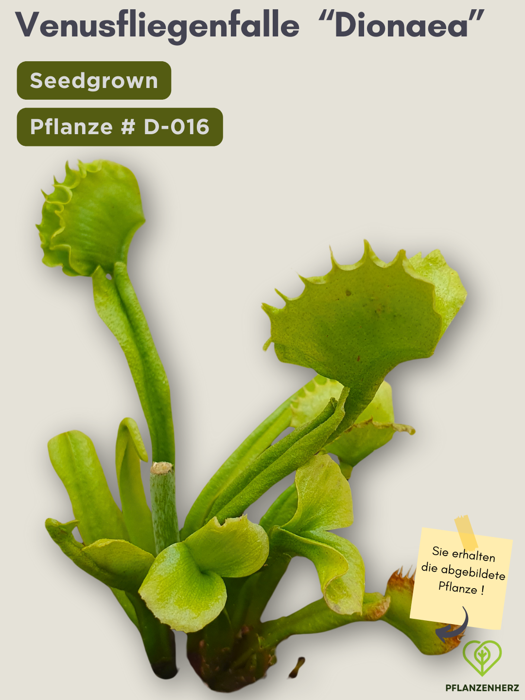 Venusfliegenfalle "Dionaea muscipula" Karnivoren, getopft 7x7cm, #D-016 - select
