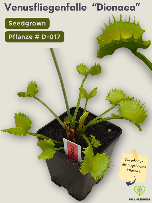 Venusfliegenfalle "Dionaea muscipula" Karnivoren, getopft 7x7cm, #D-017 - select