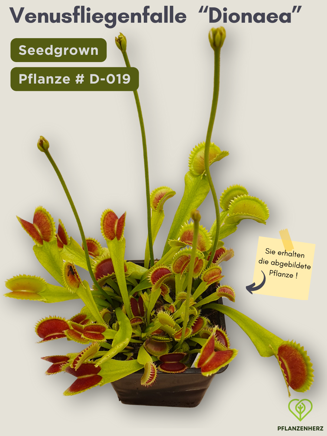Venusfliegenfalle "Dionaea muscipula" Karnivoren, getopft 9x9cm, #D-019 - select