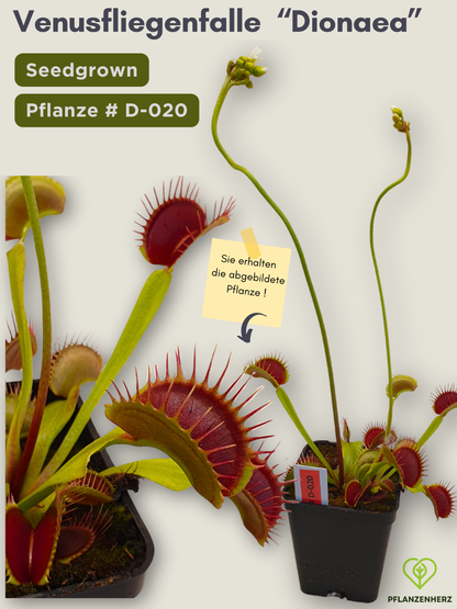 Venusfliegenfalle "Dionaea muscipula" Karnivoren, getopft 7x7cm, #D-020