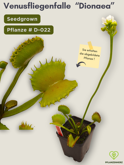 Venusfliegenfalle "Dionaea muscipula" Karnivoren, getopft 7x7cm, #D-022