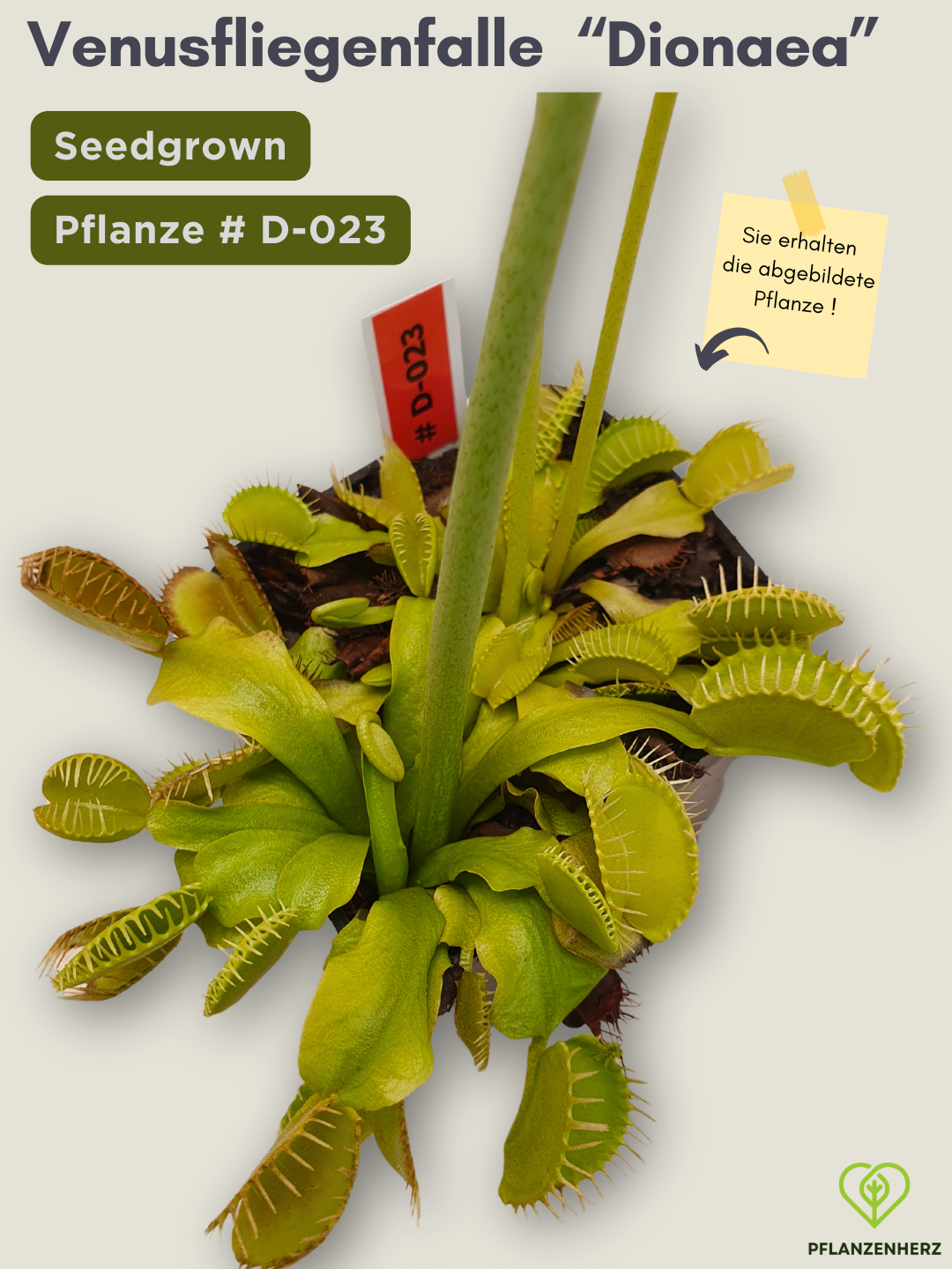 Venusfliegenfalle "Dionaea muscipula" Karnivoren, getopft 7x7cm, #D-023