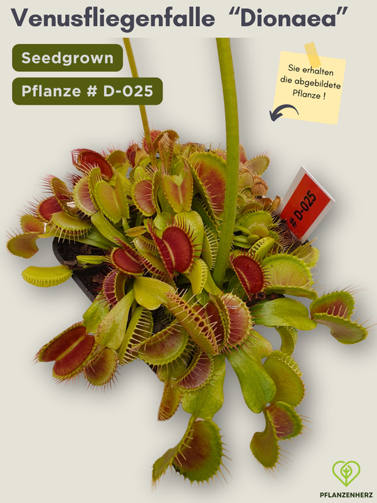 Venusfliegenfalle "Dionaea muscipula" Karnivoren, getopft 7x7cm, #D-025