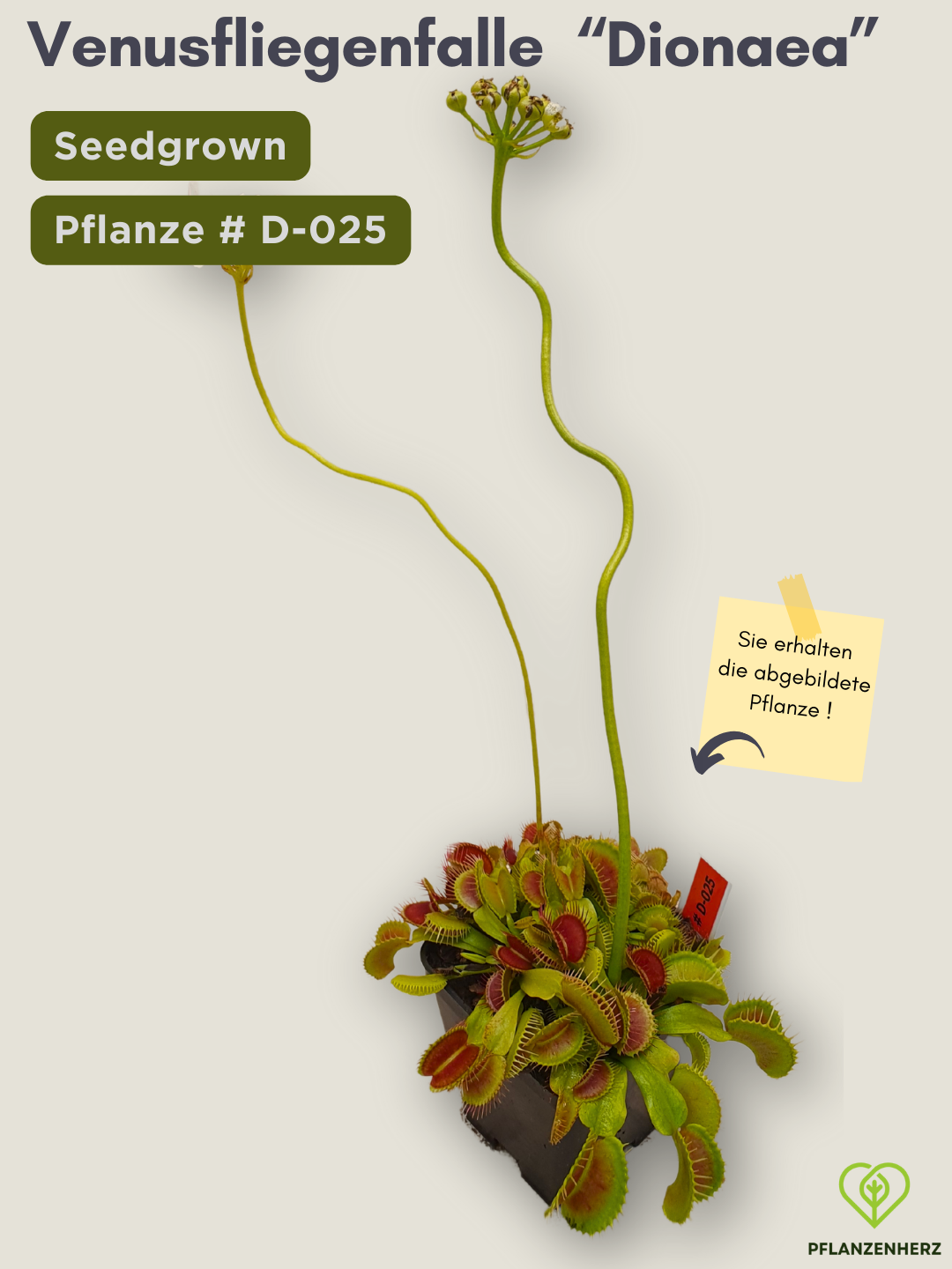 Venusfliegenfalle "Dionaea muscipula" Karnivoren, getopft 7x7cm, #D-025