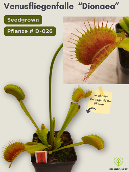 Venusfliegenfalle "Dionaea muscipula" Karnivoren, getopft 7x7cm, #D-026