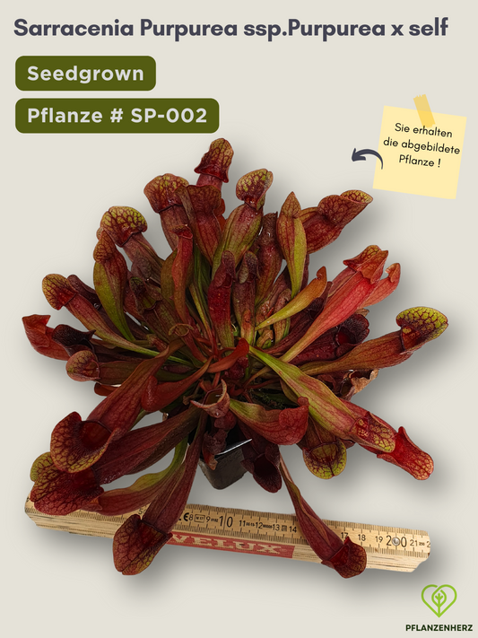 Sarracenia purpurea ssp. purpurea x self  - seedgrown #SP-002