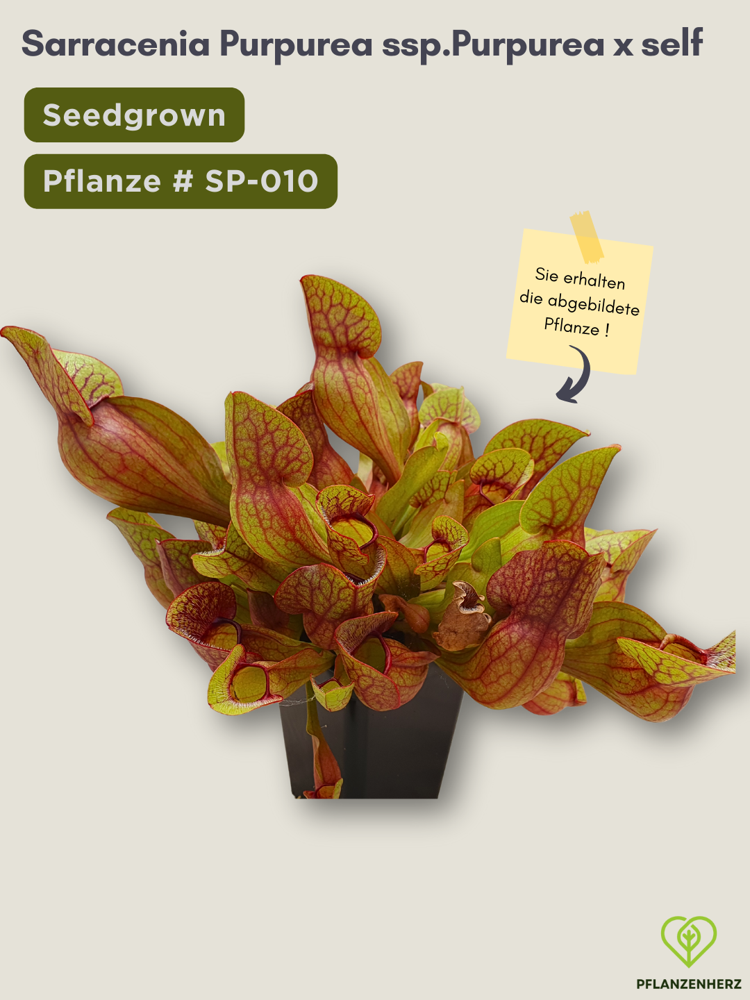 Sarracenia purpurea ssp. purpurea x self  - seedgrown #SP-010