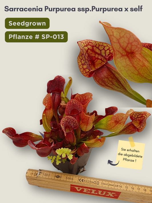 Sarracenia purpurea ssp. purpurea x self  - seedgrown #SP-013
