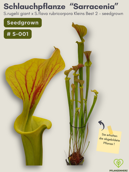 Sarracenia rugelii giant x S.flava rubricorpora Kleins Best 2 - seedgrown #S-001
