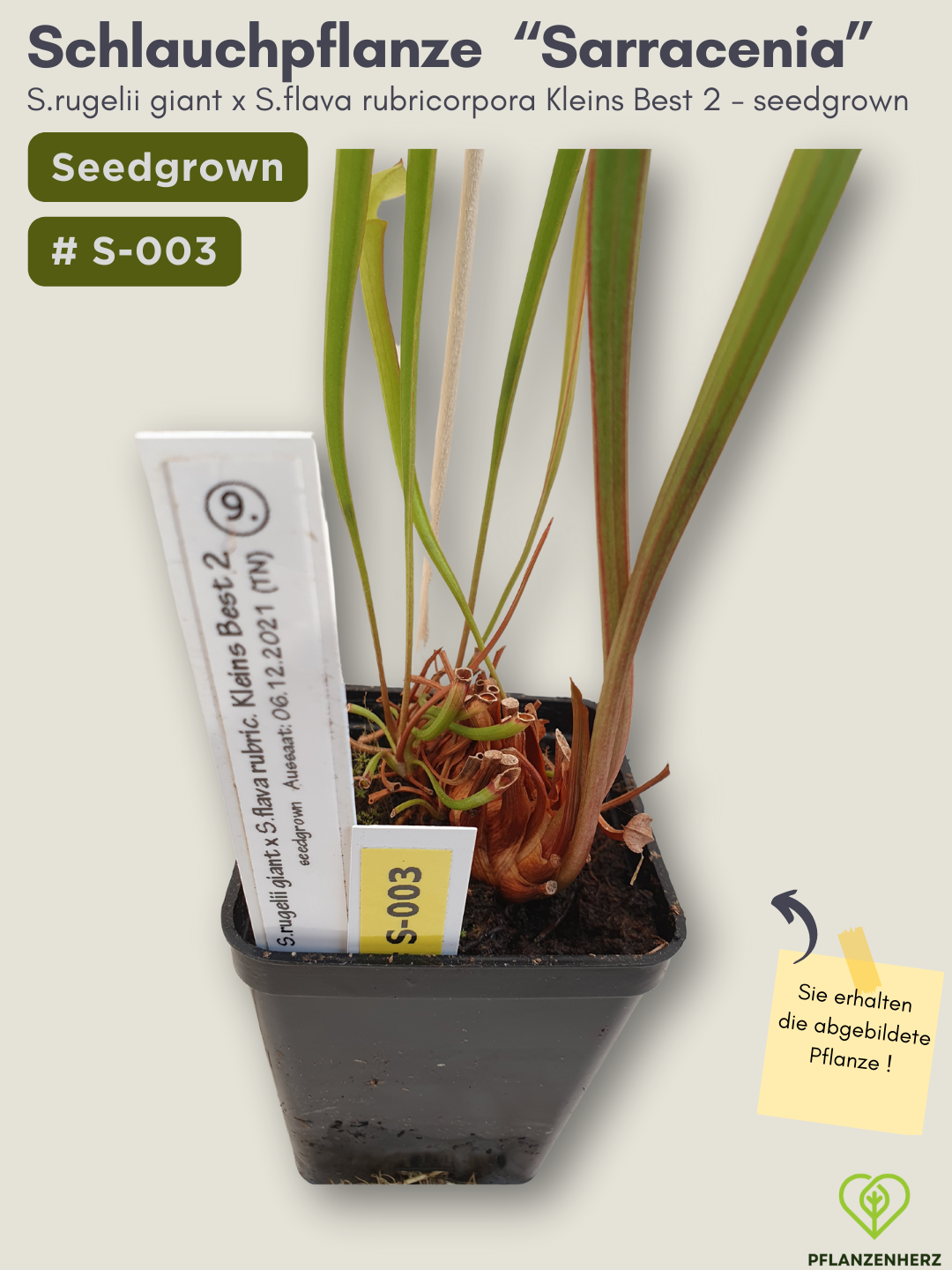 Sarracenia rugelii giant x S.flava rubricorpora Kleins Best 2 - seedgrown #S-003