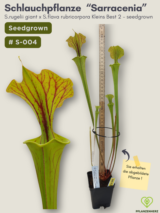 Sarracenia rugelii giant x S.flava rubricorpora Kleins Best 2 - seedgrown #S-004