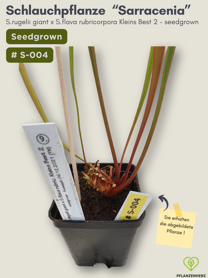 Sarracenia rugelii giant x S.flava rubricorpora Kleins Best 2 - seedgrown #S-004