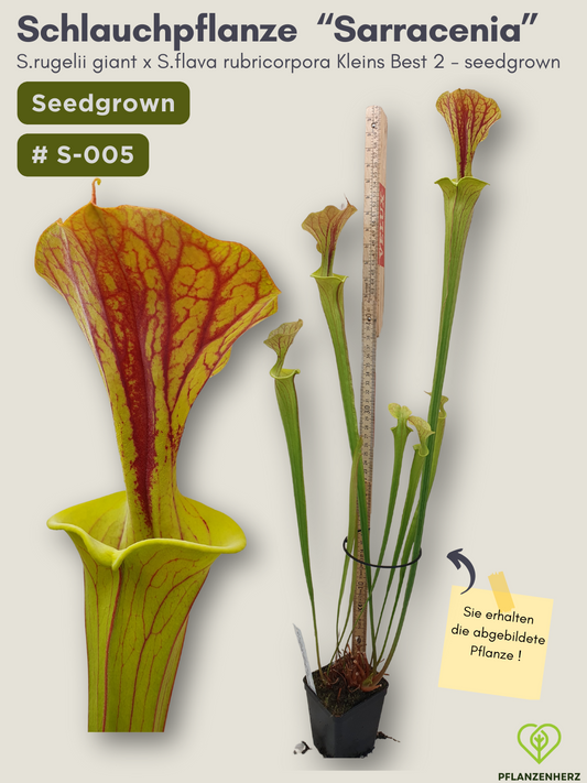 Sarracenia rugelii giant x S.flava rubricorpora Kleins Best 2 - seedgrown #S-005