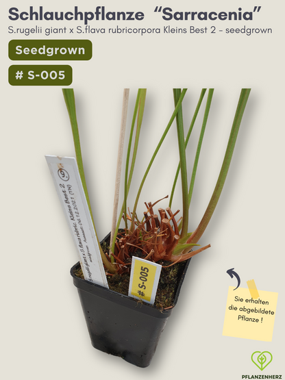 Sarracenia rugelii giant x S.flava rubricorpora Kleins Best 2 - seedgrown #S-005