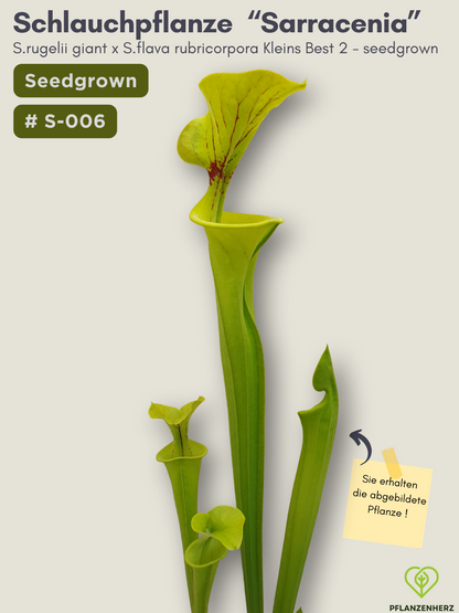 Sarracenia rugelii giant x S.flava rubricorpora Kleins Best 2 - seedgrown #S-006