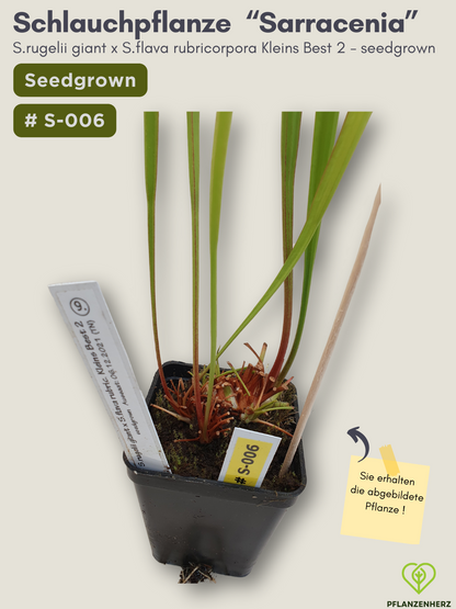 Sarracenia rugelii giant x S.flava rubricorpora Kleins Best 2 - seedgrown #S-006