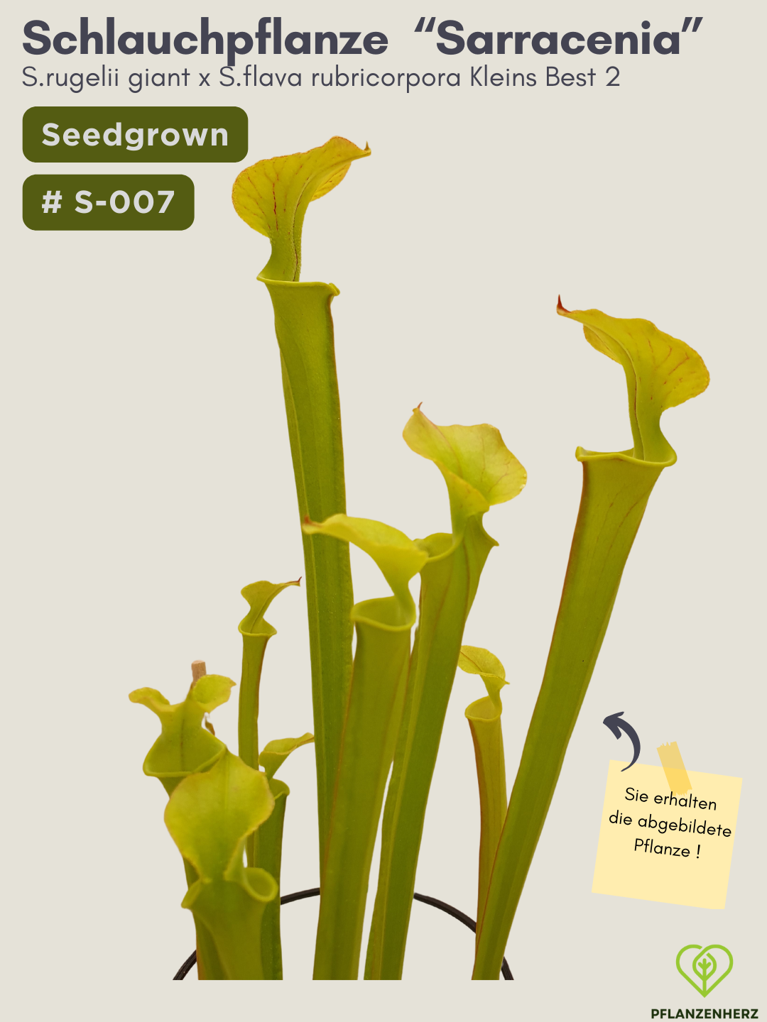 Sarracenia rugelii giant x S.flava rubricorpora Kleins Best 2 - seedgrown #S-007