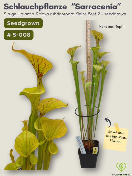 Sarracenia rugelii giant x S.flava rubricorpora Kleins Best 2 - seedgrown #S-008