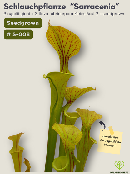 Sarracenia rugelii giant x S.flava rubricorpora Kleins Best 2 - seedgrown #S-008
