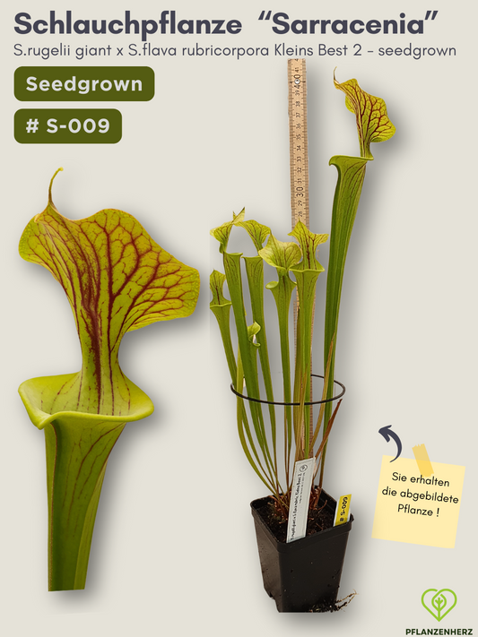 Sarracenia rugelii giant x S.flava rubricorpora Kleins Best 2 - seedgrown #S-009