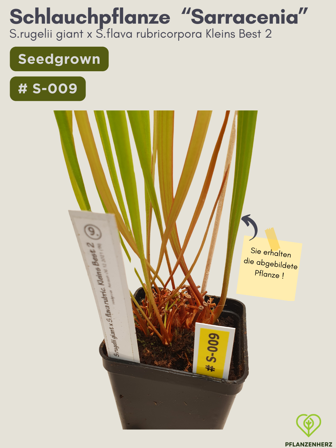 Sarracenia rugelii giant x S.flava rubricorpora Kleins Best 2 - seedgrown #S-009