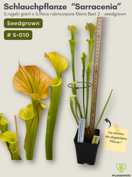 Sarracenia rugelii giant x S.flava rubricorpora Kleins Best 2 - seedgrown #S-010