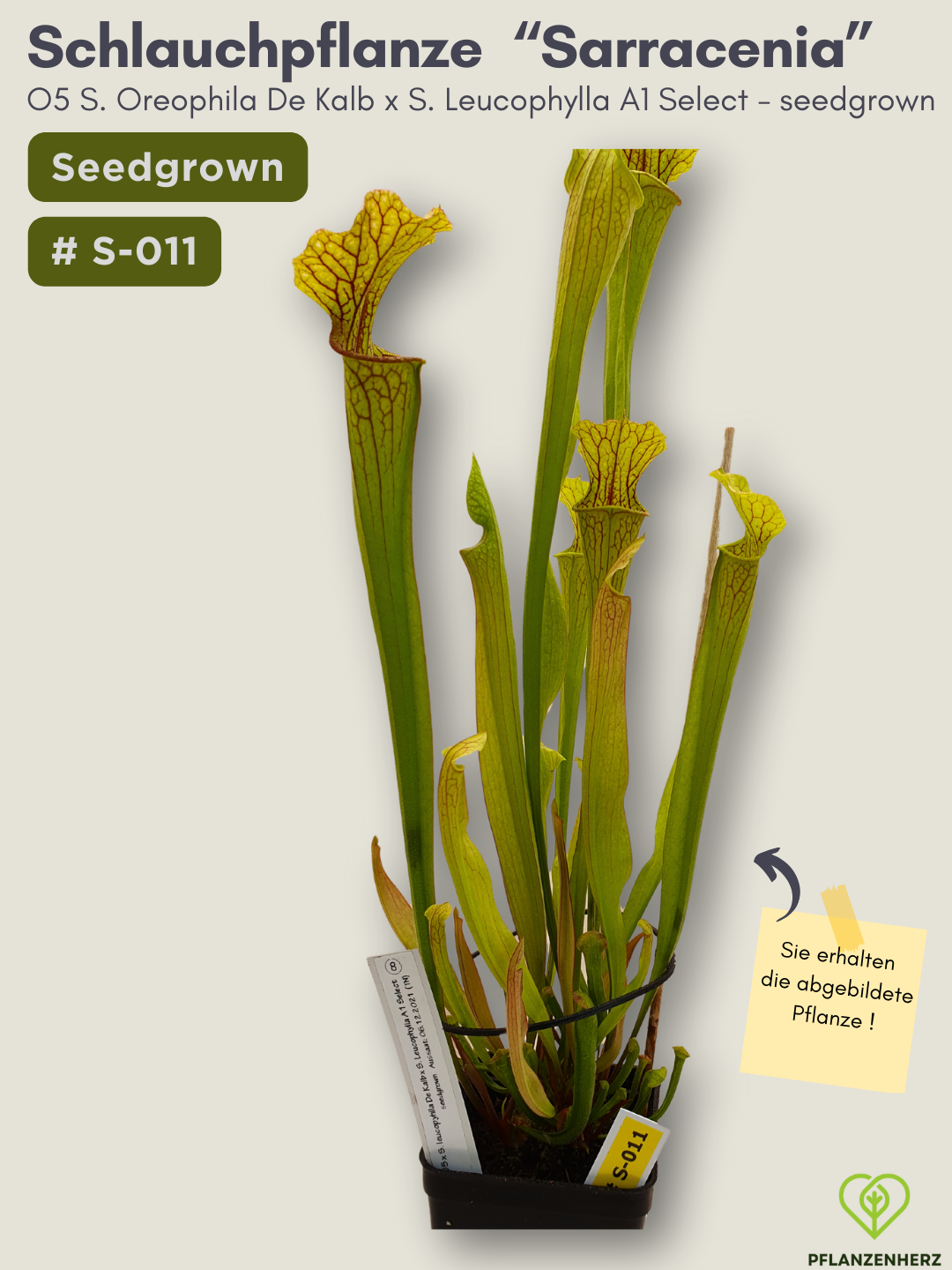 O5 Sarracenia Oreophila De Kalb x S. Leucophylla A1 Select  - seedgrown #S-011