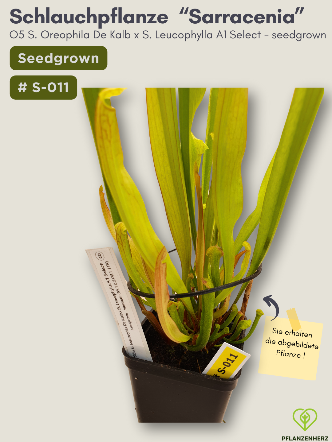 O5 Sarracenia Oreophila De Kalb x S. Leucophylla A1 Select  - seedgrown #S-011