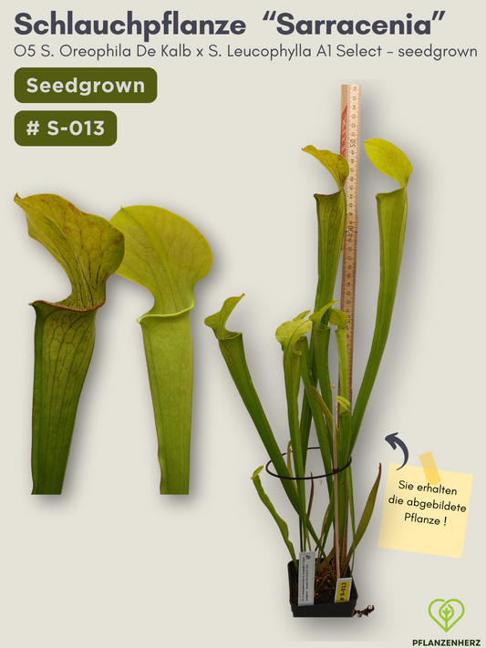 O5 Sarracenia Oreophila De Kalb x S. Leucophylla A1 Select  - seedgrown #S-013