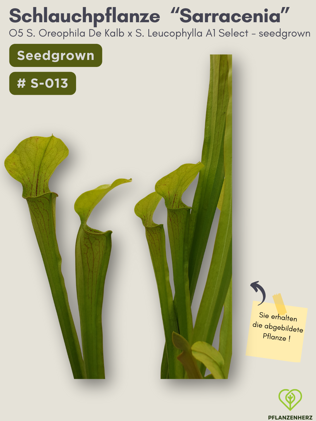 O5 Sarracenia Oreophila De Kalb x S. Leucophylla A1 Select  - seedgrown #S-013