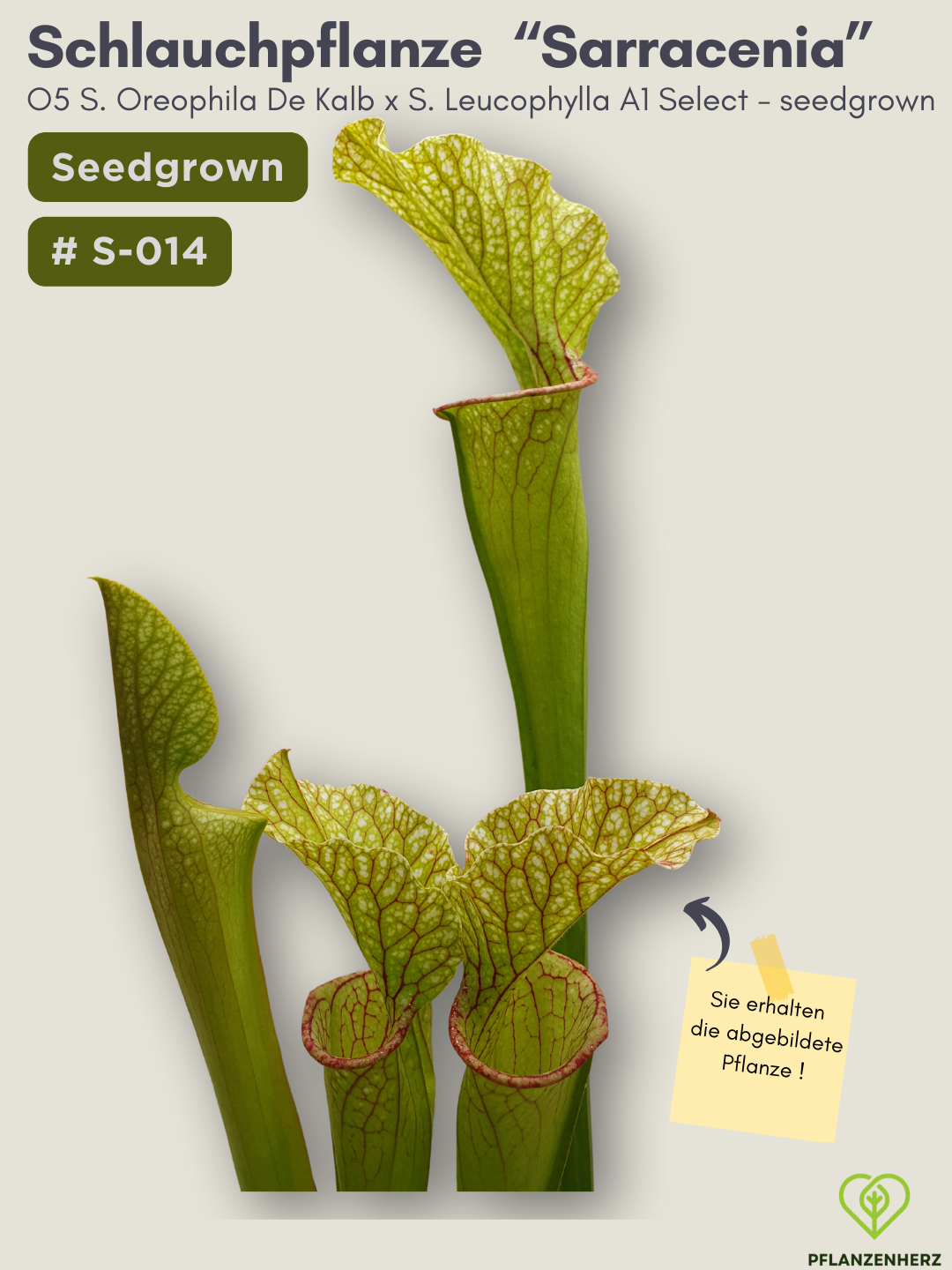 O5 Sarracenia Oreophila De Kalb x S. Leucophylla A1 Select  - seedgrown #S-014