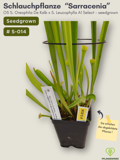 O5 Sarracenia Oreophila De Kalb x S. Leucophylla A1 Select  - seedgrown #S-014