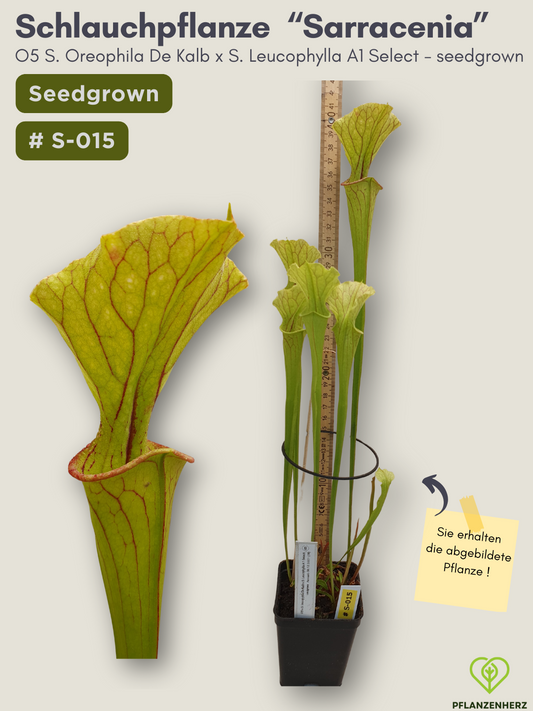 O5 Sarracenia Oreophila De Kalb x S. Leucophylla A1 Select  - seedgrown #S-015