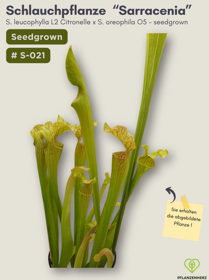 S. leucophylla L2 Citronelle x S. oreophila O5  - seedgrown #S-021