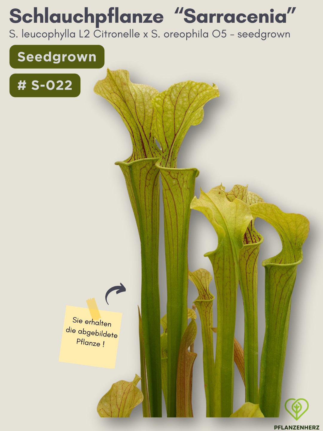 S. leucophylla L2 Citronelle x S. oreophila O5  - seedgrown #S-022