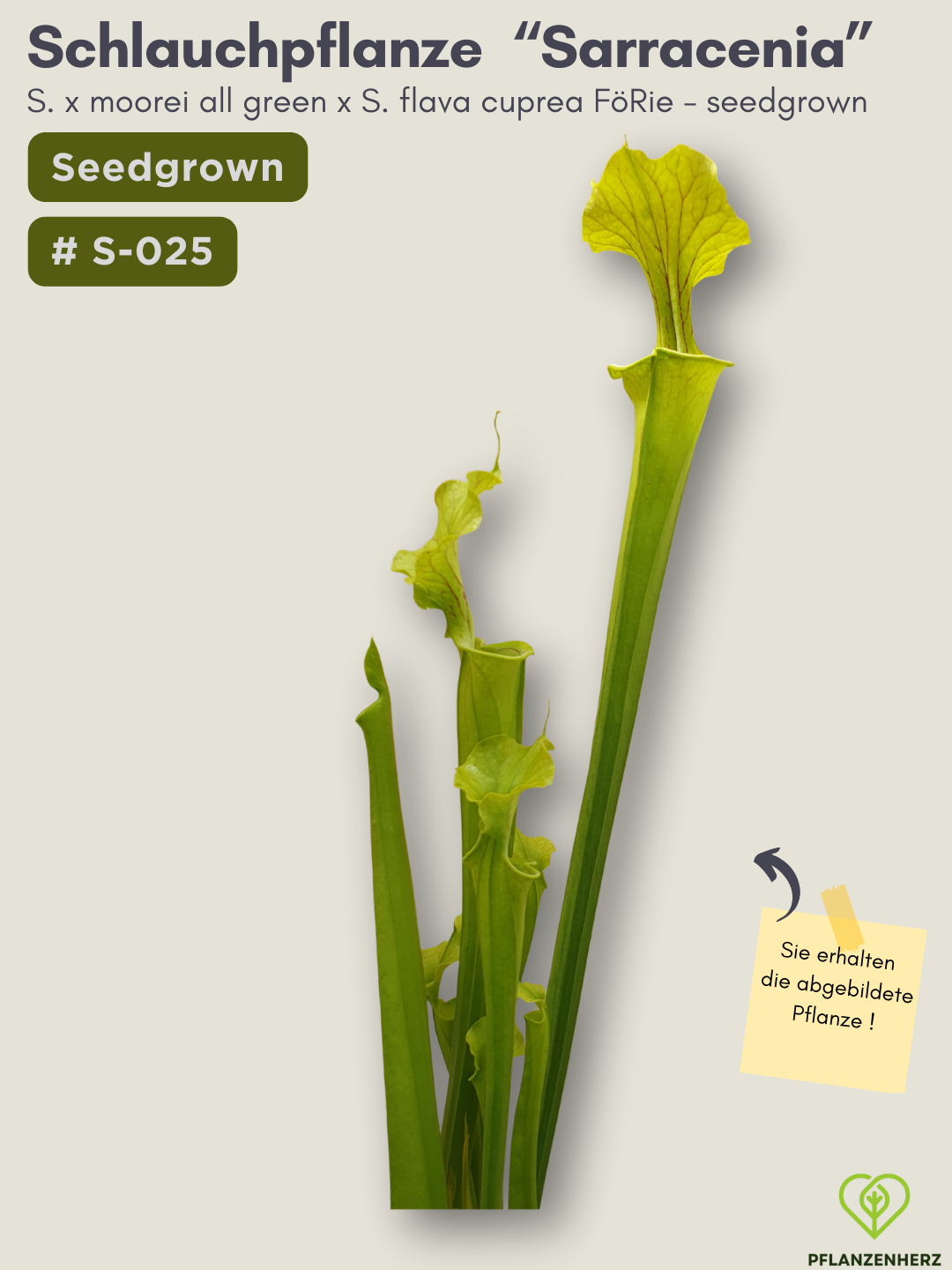 S. x moorei all green x S. flava cuprea FöRie  - seedgrown #S-025