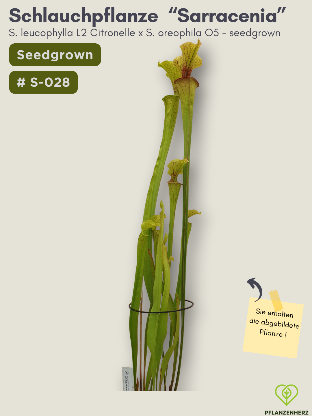 S. leucophylla L2 Citronelle x S. oreophila O5  - seedgrown #S-028