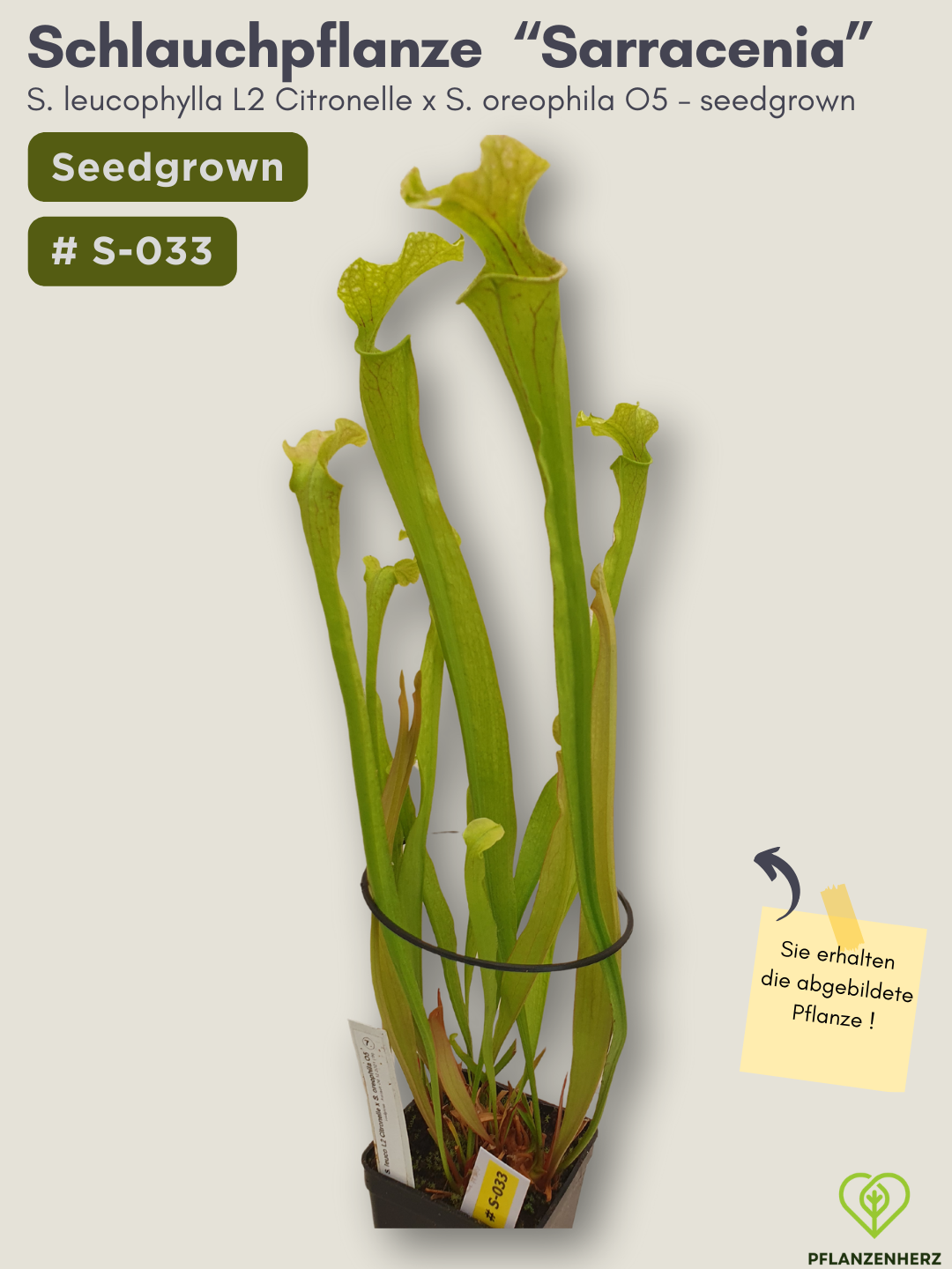 S. leucophylla L2 Citronelle x S. oreophila O5  - seedgrown #S-033
