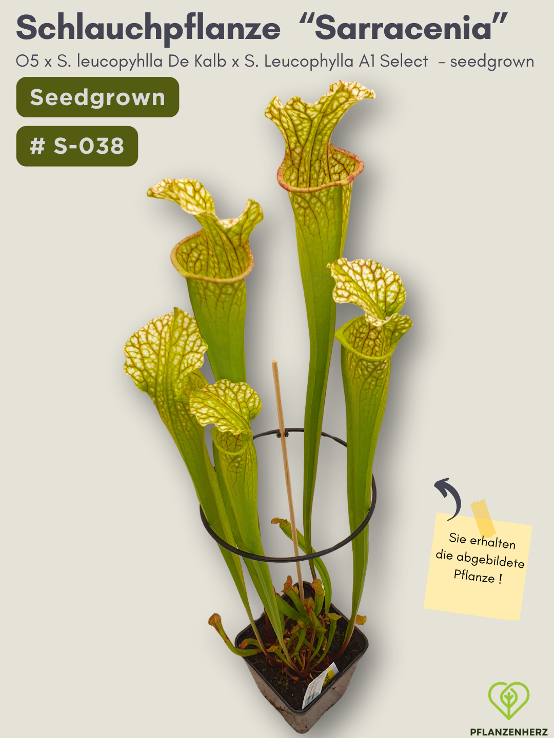 O5 x S. leucopyhlla De Kalb x S. Leucophylla A1 Select - seedgrown #S-038