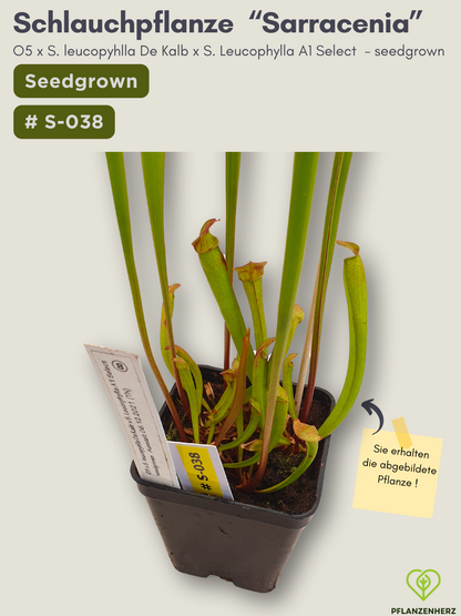 O5 x S. leucopyhlla De Kalb x S. Leucophylla A1 Select - seedgrown #S-038