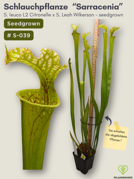 S. leucophylla L2 Citronelle x S. Leah Wilkerson - seedgrown #S-039